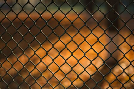 Blurred autumn landscape through a metal mesh. Abstract background.の写真素材