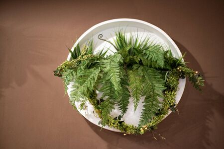 Green plants in a white plate on a brown table. Decor element.の写真素材