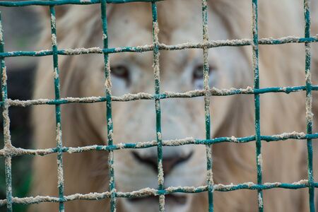 Lion in a cage at the zoo. Keeping animals in captivity. Freedom for animals conceptの写真素材