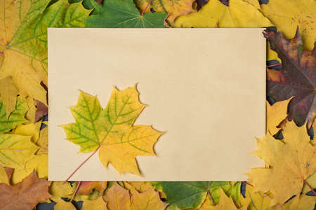 Background of yellow autumn leaves. Template. Backdrop. Mock upの写真素材