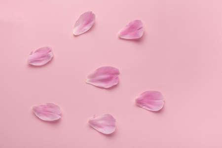 Delicate pink petals on pink background. Floral background.の写真素材
