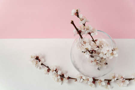 Glass vase with blooming flowers of apricot tree on pink and white background. Spring.の写真素材