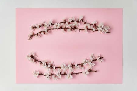 Branches with white blossoms on pink background. Template. Backdrop. Mockup.