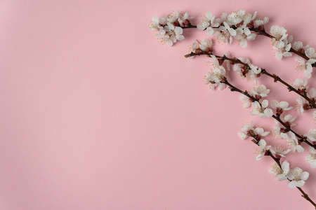 Apricot tree branch with flowers on pink background. Template. Backdrop. Mockup.の写真素材
