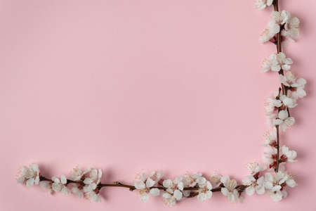 Corner frame of white flowering branches on a pink background. Spring background. Copy space. Templateの写真素材