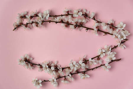 Spring blooming branches on pink background. Apricot flowering. Backdrop