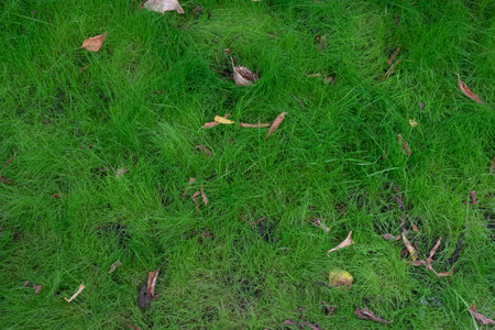 Green unkempt law. Wild grass with fallen leaves. Natural background. Ecology.