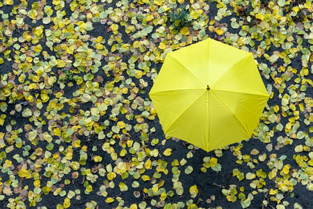 Yellow umbrella surrounded by autumn leaves in the park. Top view close-up.の写真素材