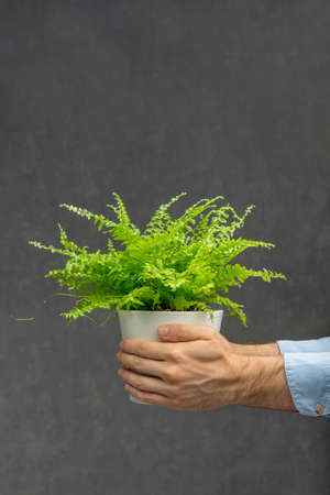 Mans hand holds beautiful indoor plant against gray background. Green Houseplant. Vertical frameの写真素材