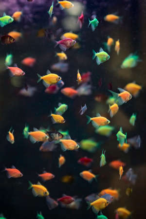 Colorful fish in the aquarium. Decorative fish on black background. Lots of multicolored fish....