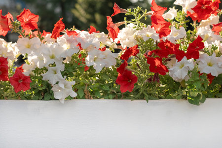 Red and white flowers outside. Petunia on the terrace. Landscaping of streets and balconiesの写真素材