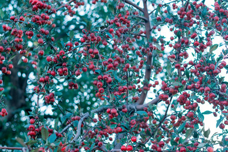 Small red fruits on branch tree. Decorative apple tree with small apples. fruit trees. harvest...