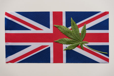 Flag of Great Britain close up and green fresh cannabis leaf. Illegal cultivation and distribution. Medical use.の写真素材