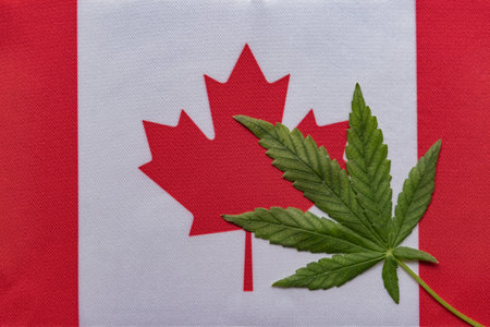 Big flag of Canada close up and fresh cannabis leaf. Illegal cultivation and distribution. Medical use.の写真素材