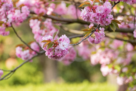 Sakura blossom branches on green blurred background. Flowering cherry tree with delicate pink...
