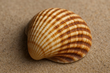 Close up of a beautiful striped seashell resting on the fine sand of a beach, showing intricate patterns and texturesの素材