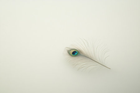 Vibrant peacock feather resting on a pristine white backdrop, creating a simple yet elegant compositionの素材