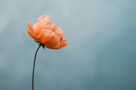 Elegant minimalist illustration of a delicate poppy flower against a soft blue backdropの素材