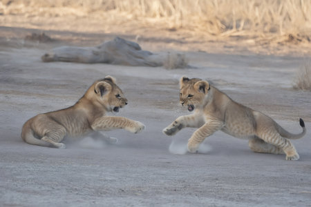 Two adorable lion cubs are playfully fighting on the dusty ground of the African savanna, showcasing their youthful energyの素材