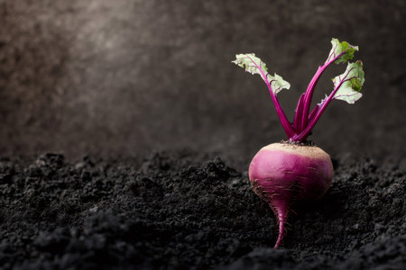 Vibrant purple beet with leafy stems emerging from rich dark soil, symbolizing growth, natural health, and organic farmingの素材