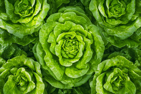 Vibrant green lettuce heads form a lush pattern, symbolizing freshness, healthy eating, organic farming, and natural growthの素材
