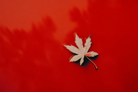 Minimalist composition featuring a lone maple leaf resting on a vibrant red surface, creating a striking contrast and evoking a sense of tranquilityの素材