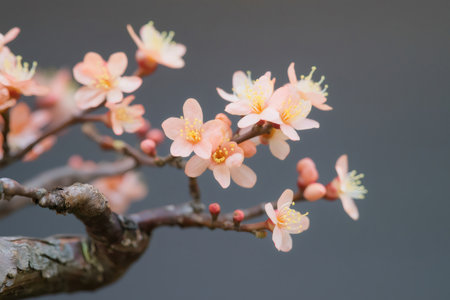 Macro shot of delicate pink flowers blooming on a bonsai, showcasing the beauty and serenity of Japanese natureの素材