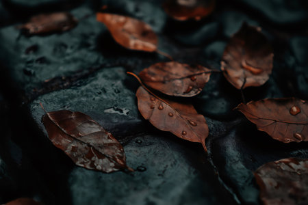 Close up view of wet brown autumn leaves resting on a dark stone path, glistening with water droplets after recent rainfallの素材