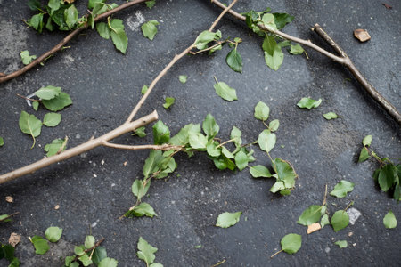 Freshly cut tree branches and vibrant green leaves scattered across an asphalt road, remnants of pruning or storm damage in an urban environmentの素材