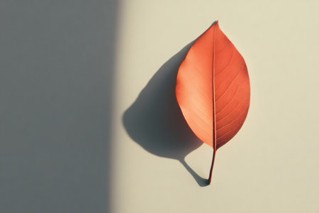 Red leaf laying flat, displaying vibrant fall color and detailed veins. Clean composition with hard shadow on white backgroundの素材