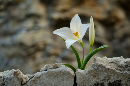 White flower and bud emerging from rough, cracked concrete, symbolizing life's unstoppable power, growth, hope, and strengthの素材