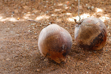 coconut
