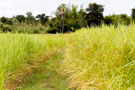 rice in a paddy fieldの写真素材