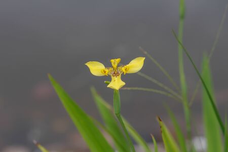 Yellow Orchid