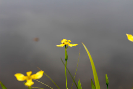 Yellow Orchid