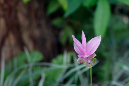 Siam Tulip in Thailandの写真素材