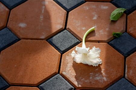 Dolichandrone serrulata on floor backgroundの写真素材