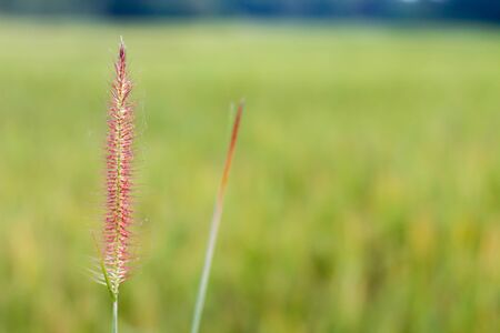 grass flower Background