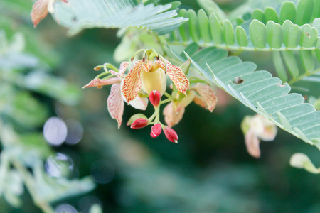 tamarind flowerの写真素材