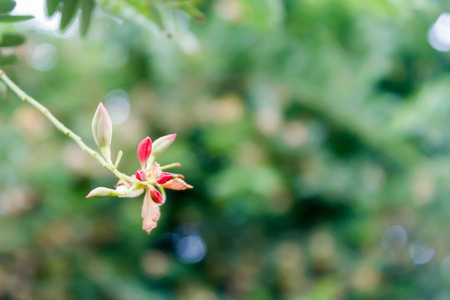 tamarind flowerの写真素材
