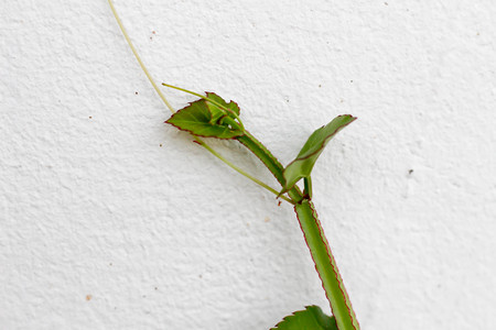 Cissus quadrangularis on the concrete wallの写真素材