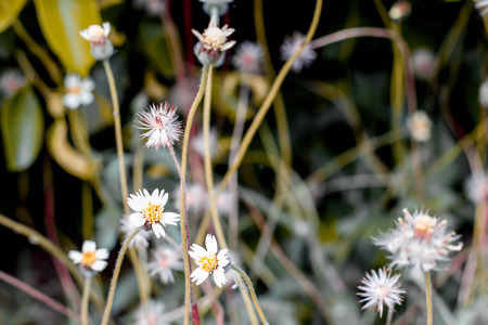 grass flower in the gardenの写真素材