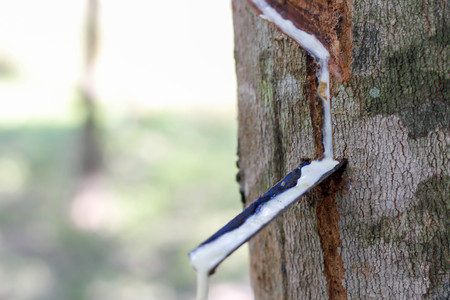 Rubber Latex of rubber treesの写真素材