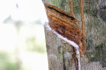Rubber Latex of rubber treesの写真素材