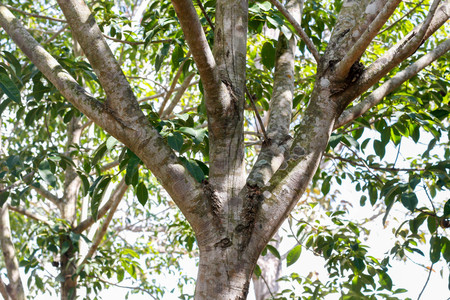 rubber plantation in Thailand