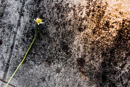 flower grass vintage backgroundの写真素材