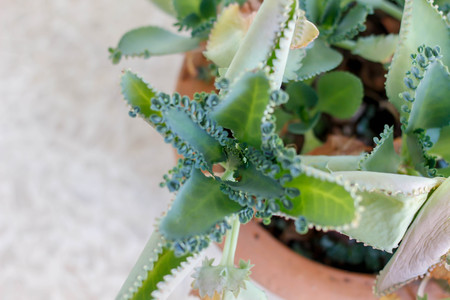 Bryophyllum pinnatum