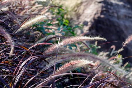 grass flowersの写真素材