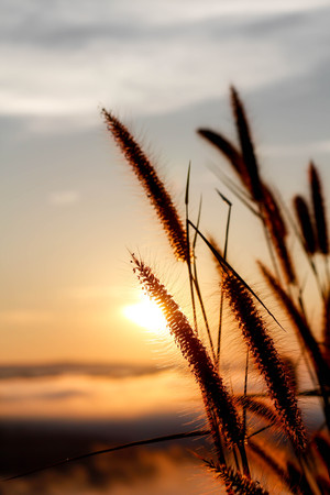 grass flower with sunrise on mist backgroundの写真素材