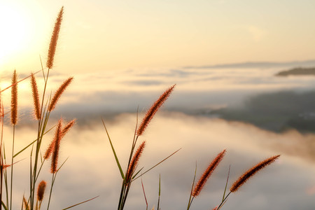 grass flower with sunrise on mist backgroundの写真素材